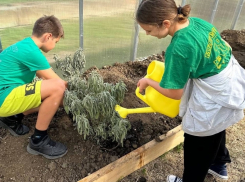 В школе под Анапой посадили шалфей и мелиссу