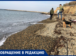 Анапчанка просит построить бесплатную общественную площадку для выгула собак