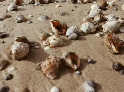 На пляжи Анапы выбросило тысячи рапанов