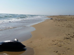 В Анапе при невыясненных обстоятельствах массово погибли дельфинята