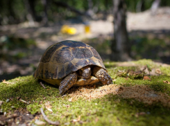 Анапский заповедник «Утриш» организует коридор для черепах Никольского