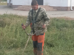 Под Анапой развернулась серьёзная борьба с амброзией