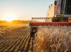 Анапским аграриям: себестоимость будущего урожая зерновых возрастет 