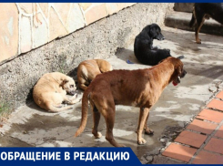 “Были случаи агрессивного поведения”: анапчан терроризируют бездомные собаки