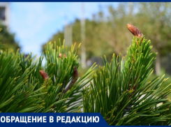 Срубили нашу ёлочку под самый корешок: недалеко от Анапы пилят многолетние деревья