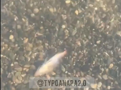 Много дохлой рыбы обнаружили в Анапе в районе Малой Бухты