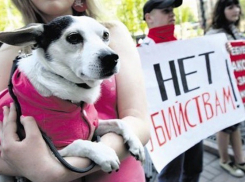 Защитники животных Анапы поддерживают новую инициативу по ужесточению наказания живодеров