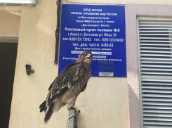 В Анапе изъяли краснокнижных орла и ястреба у алчных фотографов