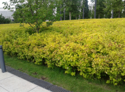 В день песен на крыше в Анапе до +9