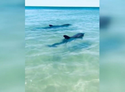 В Анапе дельфины порадовали отдыхающих играми у берега