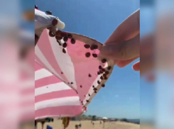 Анапу атаковали полчища божьих коровок – стала известна причина