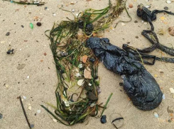 Волонтеры нашли небольшие выбросы мазута в Анапе