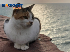 Замурчательный курорт: Анапа вошла в топ-10 кошачьих городов мира