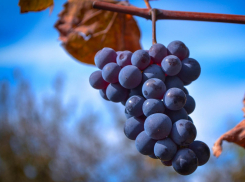 К Рождеству в Финляндии нынче подают продукцию кубанских виноделов