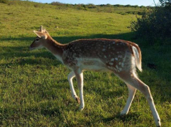 Анапский Бэмби был замечен в окрестностях Супсеха 