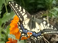 В Анапе замечена краснокнижная бабочка Махаон 