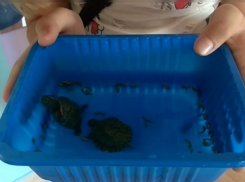 Подлинная история подкидышей Элли и Тимми: сезон в Анапе закончился, а черепашки остались