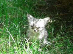 В Анапе два маленьких котёнка, которых выбросили на улицу, ищут любящих хозяев