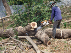  14 миллионов рублей ущерба – в Анапе незаконно вырубили деревья