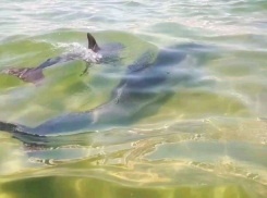 Ни дня без красавчиков: в акватории Анапы продолжаются завтраки дельфинов