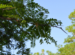 Новая рабочая неделя в Анапе начнётся с солнечного дня