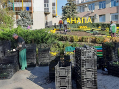 В Анапе на цветочных часах посадили 6500 виол