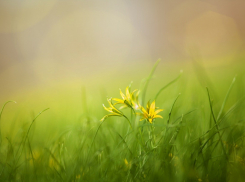 Что ждёт Анапу в День сбора диких трав?