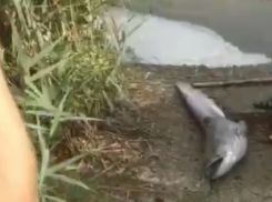 Дохлых сомов обнаружили в водоёме под Анапой жители села Пятихатки