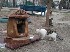 Журналисты из Краснодара 10 часов снимали обычную анапскую кошку. Почему?