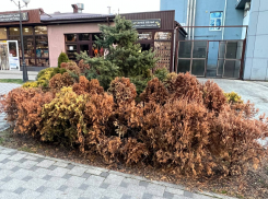 Из зеленого в оранжевый: Анапу снова атакует златка