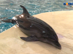 Как мамы-дельфины воспитывают своих маленьких шалунов