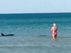  Дельфины в Анапе заплыли прямо в гущу отдыхающих и устроили шоу