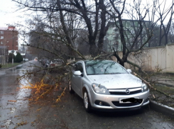 Девочка погибла от упавшего дерева в Краснодаре. Есть в Анапе опасные деревья?