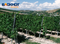 Сериал о наследнике виноградников в Анапе снимут в Геленджике 