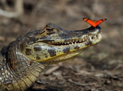  Кому нужно обязательно посетить крокодиловую ферму в Анапе, знаете?