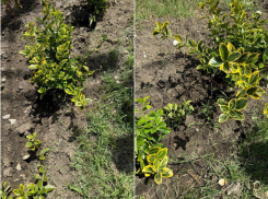 Украли 42 кустарника: в Анапе разыскивают похитителя растений