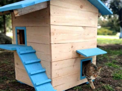 Анапский Котополис отмечает Всемирный день кошек