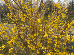 В день рождения швейной машинки в Анапе снова дождливо и пасмурно