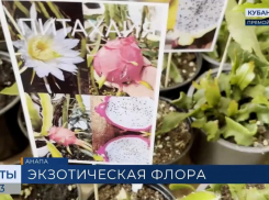 В Анапе прошла выставка редких и экзотических растений