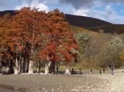 Пожелания анапчан услышаны: вокруг уникальных кипарисов в Сукко ставят ограждение