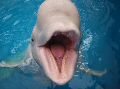 Почему дельфины уникальны рассказали в анапском дельфинарии