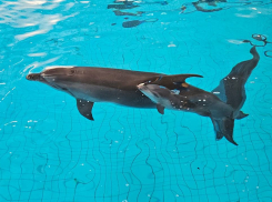 У дельфина из Анапы родился детеныш