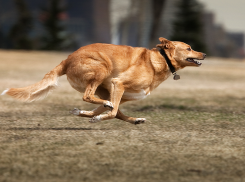 Почему в Анапе собаки убегают от хозяев?