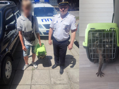 В Анапе задержали еще четырех фотоживодеров – предлагали фото с енотами