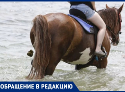 «Уже какой день наблюдаем эту картину»: отдыхающие просят убрать лошадей с пляжа