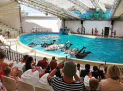 В анапском дельфинарии у отдыхающей украли 47 000 рублей