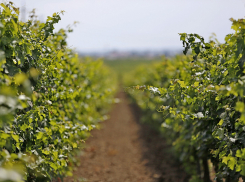 Виноградари Анапы смогут страховаться от потери качества урожая