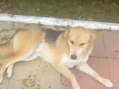 Представители «Паруса» в Анапе прокомментировали ситуацию с отравленными собаками