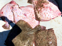 Браконьера с крупным уловом поймали в Большом Утрише под Анапой