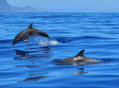 Во Всемирный день защиты морских млекопитающих в Анапе ожидается небольшой снег